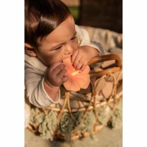 HRYZÁTKO IBIŠTEK IRIS THE HIBISCUS - Image 5